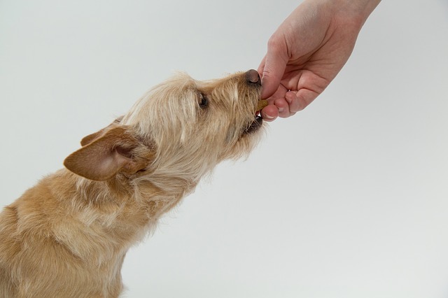 Meal kits for dogs who are picky eaters