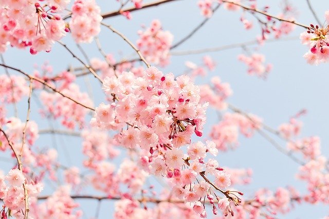 Hoe bereid je je voor op de komst van de lente? Wat moet je aanschaffen?